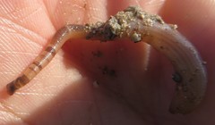 Phascolosoma perlucens