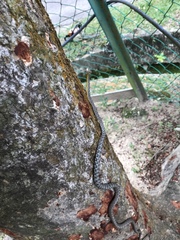 Dryophiops rubescens