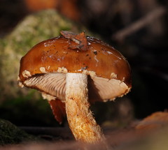 Cortinarius perfoetens