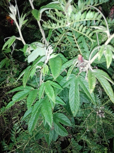 Image of Passiflora pinnatistipula by no rights reserved