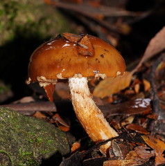 Cortinarius perfoetens