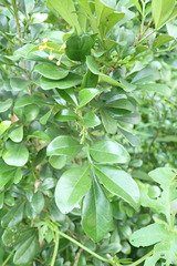 Aglaia odorata microphyllina