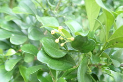 Aglaia odorata microphyllina