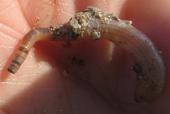 Phascolosoma perlucens