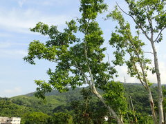 Magnolia × alba