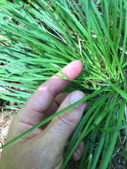 Carex backii