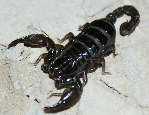 Big Bend Scorpion