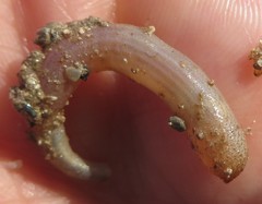 Phascolosoma perlucens