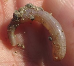 Phascolosoma perlucens