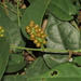 Piper pedicellosum - Photo (c) Reuben C. J. Lim,  זכויות יוצרים חלקיות (CC BY-NC-SA)