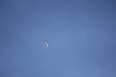 Aeronautes andecolus
