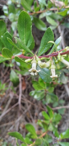 Image of Escallonia illinita by (c) David Gutiérrez, some rights reserved (CC BY)