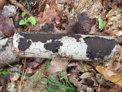 Graphostroma platystomum