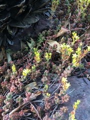 Sedum stahlii