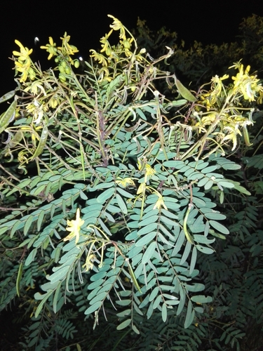 Senna aymara, photograph 2