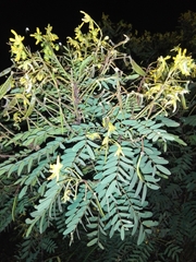 Senna aymara, photograph Emily Ali Mollo, CC0, iNaturalist via GBIF