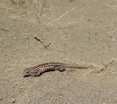 Sceloporus aeneus