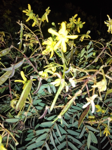 Senna aymara, photograph 3