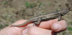 Sceloporus aeneus