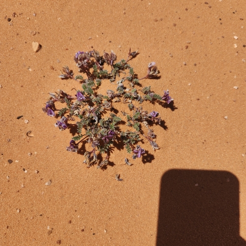 Image of Astragalus striatiflorus by (c) Aaron Roe, some rights reserved (CC BY)