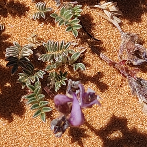 Image of Astragalus striatiflorus by (c) Aaron Roe, some rights reserved (CC BY)