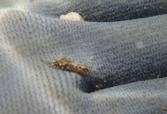 Stylocheilus rickettsi