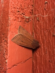 Orthosia transparens