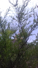 Cephalanthus salicifolius