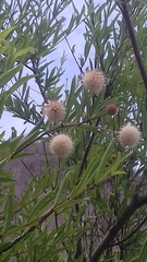 Cephalanthus salicifolius