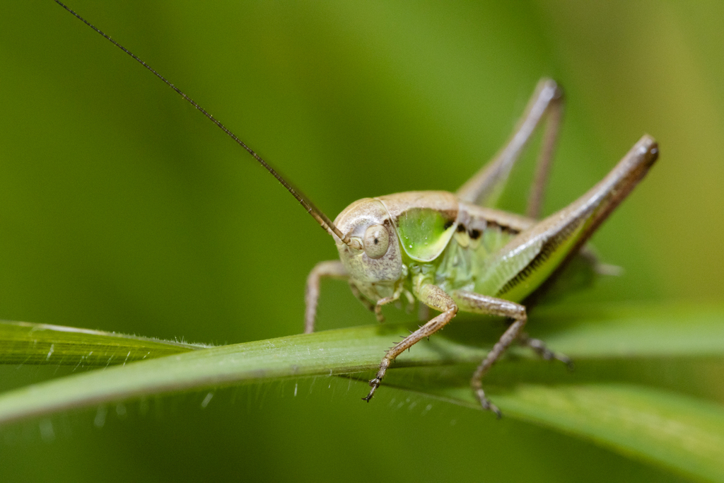 Platycleis