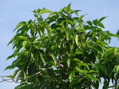 Magnolia × alba