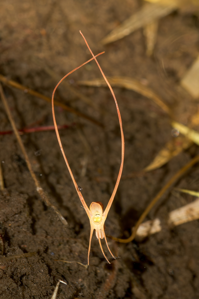 Utricularia lowriei R.W.Jobson