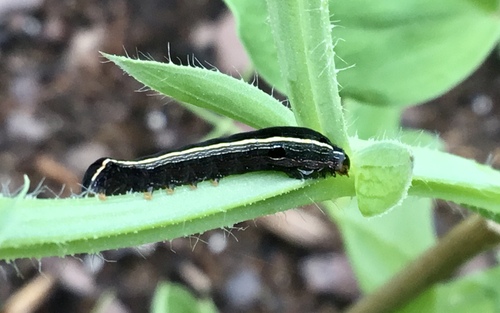 Yellow-striped Armyworm Moth, Columbia County, AR, USA, photo 9 of 10
