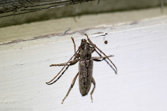 Parelaphidion aspersum