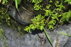 Crassula mataikona