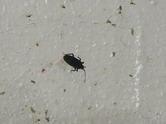 Neolethaeus assamensis