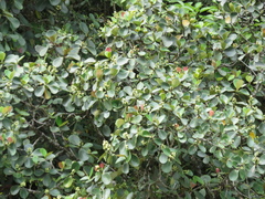 Clusia sphaerocarpa