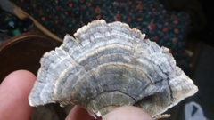 Trametes versicolor