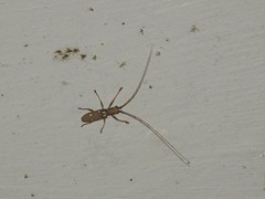 Olenecamptus bilobus