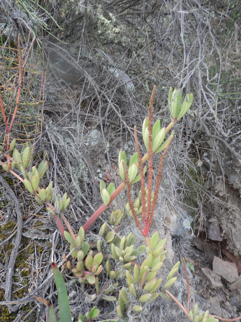 Peperomia stubelii