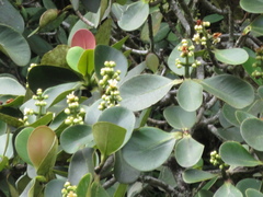 Clusia sphaerocarpa
