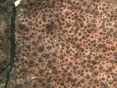 Graphostroma platystomum