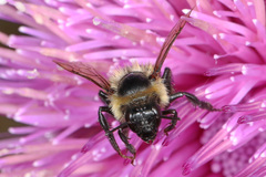 Bombus impatiens image