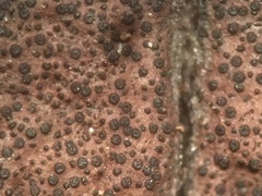 Graphostroma platystomum