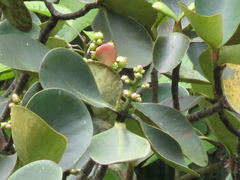 Clusia sphaerocarpa
