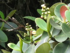 Clusia sphaerocarpa