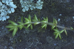 Crassula mataikona