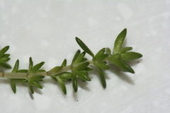 Crassula mataikona