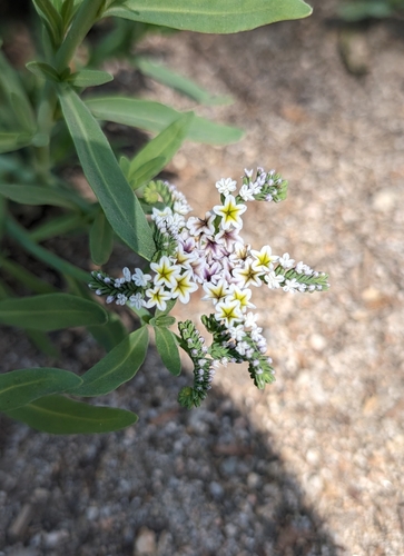 iNaturalist observation photo of alkali heliotrope