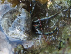 Clibanarius antillensis